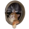 Rare cats 17