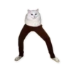 Rare cats 18