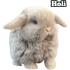 Random Cute Animals 3 20