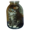 Rare cats 19
