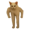 Rare cats 20