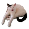 Rare cats 21