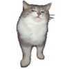 Rare cats 23