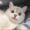 rajey jadi kucing 6