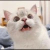 rajey jadi kucing 7