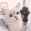 rajey jadi kucing 9