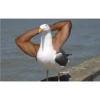 Animales Brazos 1 9
