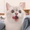 rajey jadi kucing 10