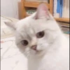 rajey jadi kucing 11