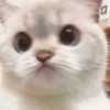 rajey jadi kucing 12