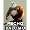 Animales Brazos 1 10
