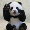 panda - 5