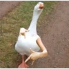 Animales Brazos 1 12