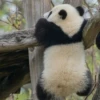 panda - 6
