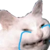 Cats 6