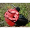 Animales Brazos 1 14
