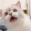 rajey jadi kucing 16