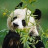 panda - 7
