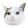 Rare cats 2 8