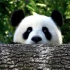 panda - 8
