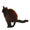 Rare cats 2 9
