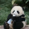 panda - 9