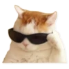 Rare cats 2 11