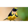 Animales Brazos 1 16