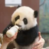 panda - 10