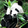 panda - 11