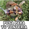 Animales Brazos 1 17