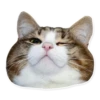 Rare cats 2 12