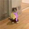 gatintin gatintin 16