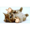 Animales Brazos 1 18