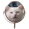 Rare cats 2 13