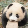 panda - 12