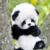 panda - 13