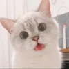 rajey jadi kucing 17