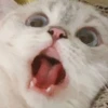 rajey jadi kucing 18
