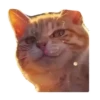 Rare cats 2 14
