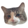 Rare cats 2 15