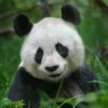 panda - 14