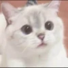 rajey jadi kucing 19