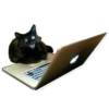 Rare cats 2 16