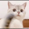 rajey jadi kucing 20