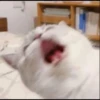 rajey jadi kucing 21