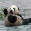 panda - 15