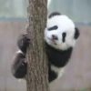 panda - 16