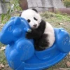 panda - 17
