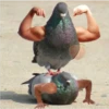 Animales Brazos 1 25